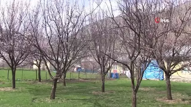 Şırnak dağları sarıya büründü Şırnak dağları sarıya büründü