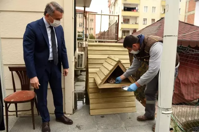Sokak kedileri ev sahibi oldu Sokak kedileri ev sahibi oldu