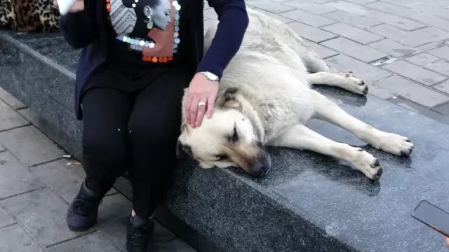 Taksim'de köpeğin turistlerle dondurma keyfi Taksim'de köpeğin turistlerle dondurma keyfi