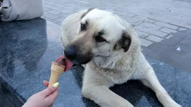 Taksim'de köpeğin turistlerle dondurma keyfi Taksim'de köpeğin turistlerle dondurma keyfi