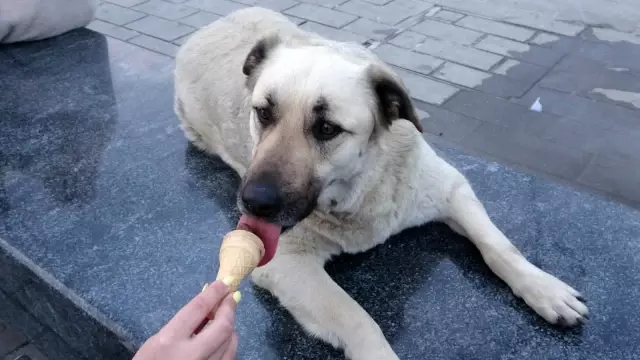 Taksim'de köpeğin turistlerle dondurma keyfi Taksim'de köpeğin turistlerle dondurma keyfi