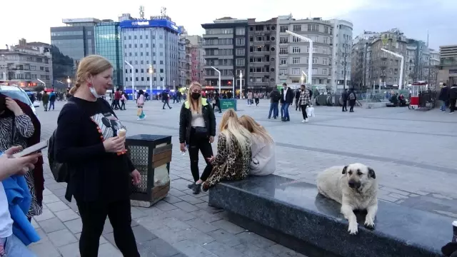 Taksim'de köpeğin turistlerle dondurma keyfi Taksim'de köpeğin turistlerle dondurma keyfi