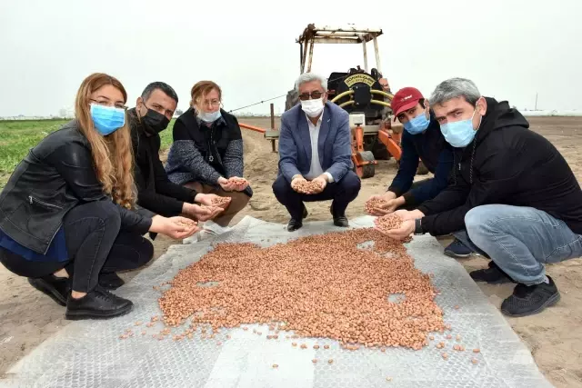 Tarsus'ta yerli tohum üretimi yaygınlaştırılıyor Tarsus'ta yerli tohum üretimi yaygınlaştırılıyor
