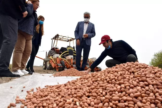 Tarsus'ta yerli tohum üretimi yaygınlaştırılıyor Tarsus'ta yerli tohum üretimi yaygınlaştırılıyor