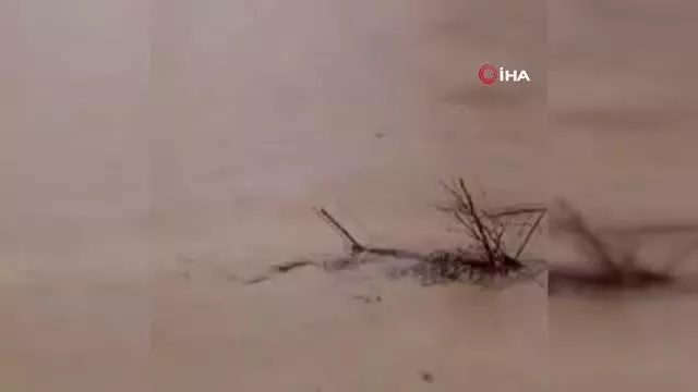 Son dakika haber: Taşan derede dananın sürüklendiği anlar kameraya yansıdı Son dakika haber: Taşan derede dananın sürüklendiği anlar kameraya yansıdı