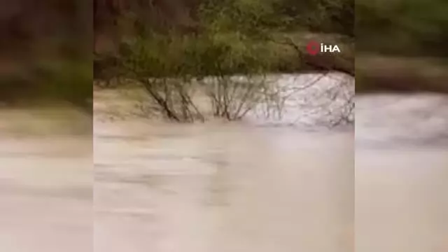 Son dakika haber: Taşan derede dananın sürüklendiği anlar kameraya yansıdı Son dakika haber: Taşan derede dananın sürüklendiği anlar kameraya yansıdı