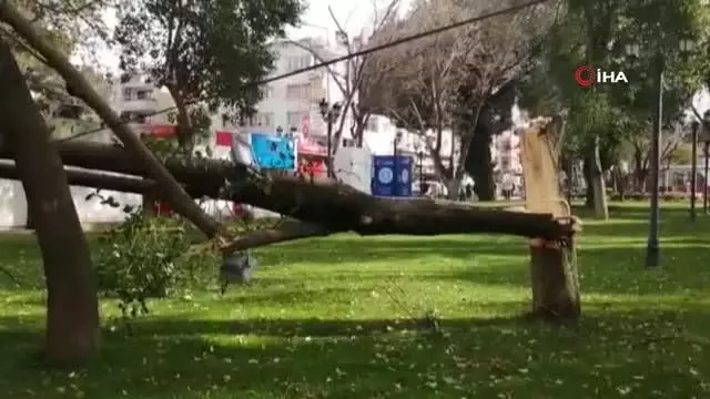 Turgutlu'da fırtına ağaçları devirdi Turgutlu'da fırtına ağaçları devirdi