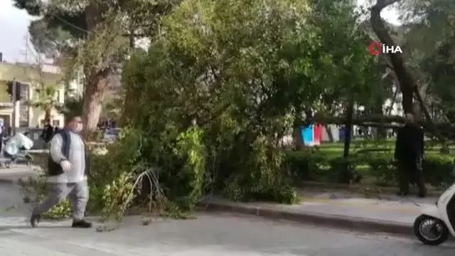 Turgutlu'da fırtına ağaçları devirdi Turgutlu'da fırtına ağaçları devirdi