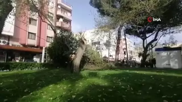 Turgutlu'da fırtına ağaçları devirdi Turgutlu'da fırtına ağaçları devirdi