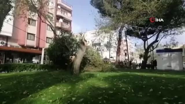 Turgutlu'da fırtına ağaçları devirdi Turgutlu'da fırtına ağaçları devirdi