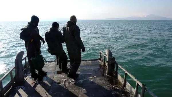 VAN GÖLÜ'NDE İNCİ KEFALİ BEREKETİ VAN GÖLÜ'NDE İNCİ KEFALİ BEREKETİ