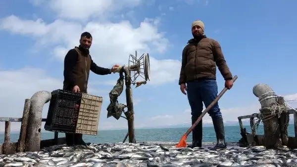 VAN GÖLÜ'NDE İNCİ KEFALİ BEREKETİ VAN GÖLÜ'NDE İNCİ KEFALİ BEREKETİ