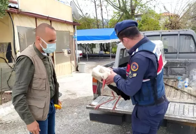 Yaralı Leyleğin yardımına Jandarma yetişti Yaralı Leyleğin yardımına Jandarma yetişti