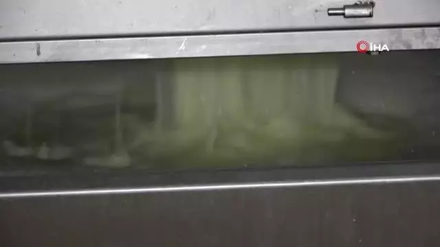 Yarım asırlık işletme, sofraları süsleyen kaşar peyniri üretiyor Yarım asırlık işletme, sofraları süsleyen kaşar peyniri üretiyor