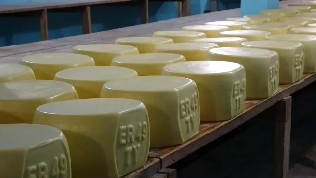 Yarım asırlık işletme, sofraları süsleyen kaşar peyniri üretiyor Yarım asırlık işletme, sofraları süsleyen kaşar peyniri üretiyor
