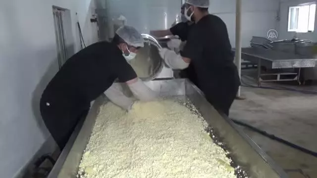 Yarım asırlık işletme yurdun dört bir yanına kaşar peyniri gönderiyor Yarım asırlık işletme yurdun dört bir yanına kaşar peyniri gönderiyor