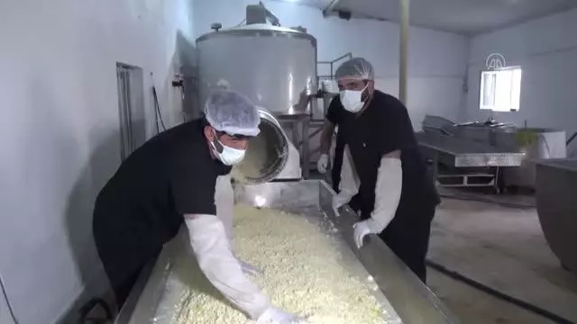Yarım asırlık işletme yurdun dört bir yanına kaşar peyniri gönderiyor Yarım asırlık işletme yurdun dört bir yanına kaşar peyniri gönderiyor