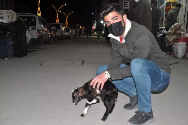 Yeni doğan oğlağa şefkat eli Yeni doğan oğlağa şefkat eli