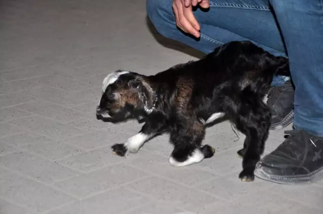 Yeni doğan oğlağa şefkat eli Yeni doğan oğlağa şefkat eli