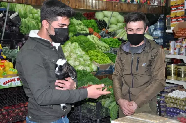 Yeni doğan oğlağa şefkat eli Yeni doğan oğlağa şefkat eli