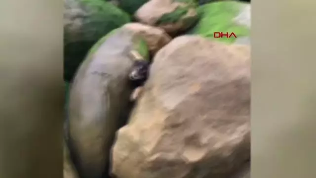Kayalıklara sıkışan yavru köpeği kurtardı Kayalıklara sıkışan yavru köpeği kurtardı