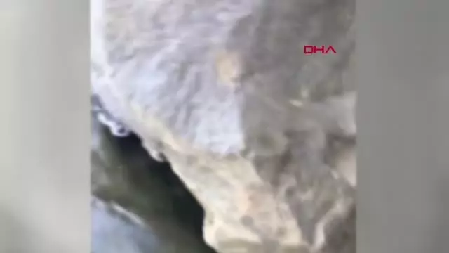 Kayalıklara sıkışan yavru köpeği kurtardı Kayalıklara sıkışan yavru köpeği kurtardı