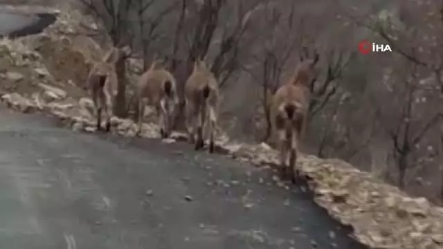 Aç kalan yaban keçileri köye indi Aç kalan yaban keçileri köye indi