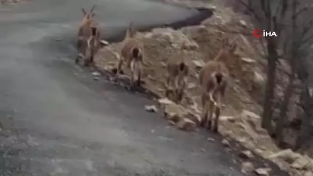 Aç kalan yaban keçileri köye indi Aç kalan yaban keçileri köye indi
