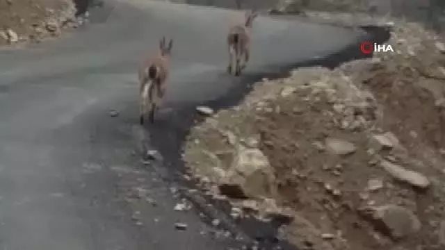 Aç kalan yaban keçileri köye indi Aç kalan yaban keçileri köye indi