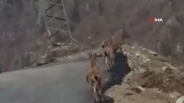 Aç kalan yaban keçileri köye indi Aç kalan yaban keçileri köye indi