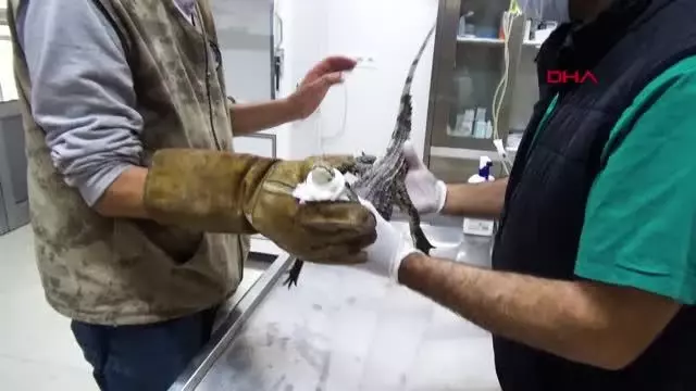 ADANA'DA BULUNAN TİMSAH, TARSUS DOĞA PARKI'NDA KORUMA ALTINA ALINDI ADANA'DA BULUNAN TİMSAH, TARSUS DOĞA PARKI'NDA KORUMA ALTINA ALINDI