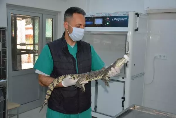 Adana'da kaçak timsah operasyonu Adana'da kaçak timsah operasyonu