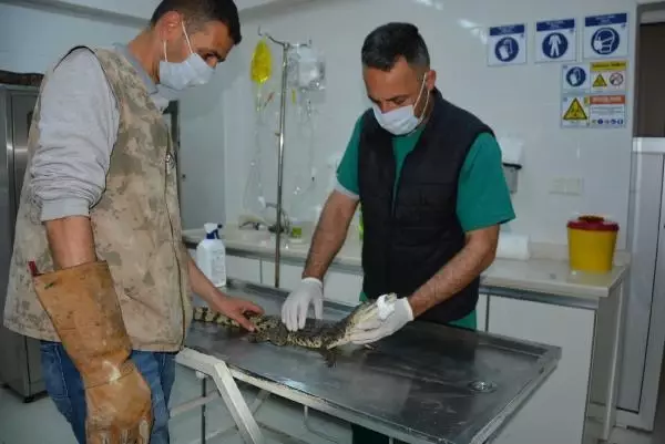 Adana'da kaçak timsah operasyonu Adana'da kaçak timsah operasyonu