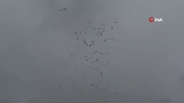 Afrika kıtasından göç eden leylekler Sakarya'da mola verdi Afrika kıtasından göç eden leylekler Sakarya'da mola verdi