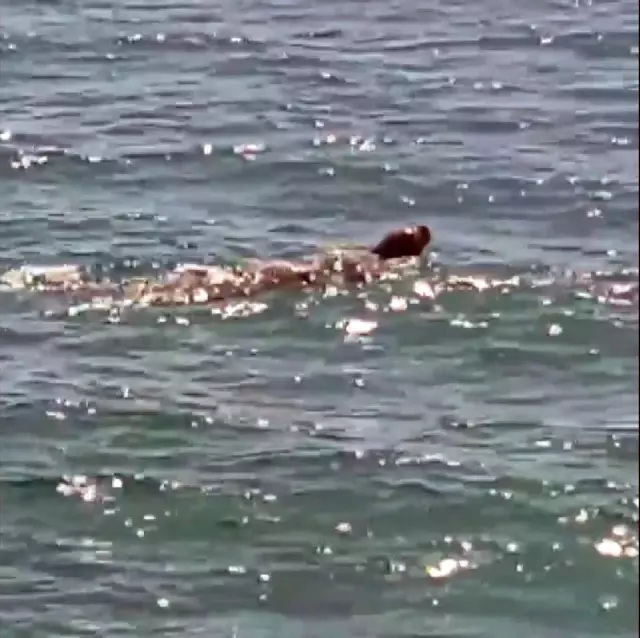 Koruma altındaki 'Akdeniz Foku' görüntülendi Koruma altındaki 'Akdeniz Foku' görüntülendi