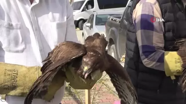 Alanya'da tedavisi tamamlanan 3 şahin doğaya salındı Alanya'da tedavisi tamamlanan 3 şahin doğaya salındı