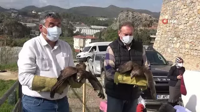 Alanya'da tedavisi tamamlanan 3 şahin doğaya salındı Alanya'da tedavisi tamamlanan 3 şahin doğaya salındı