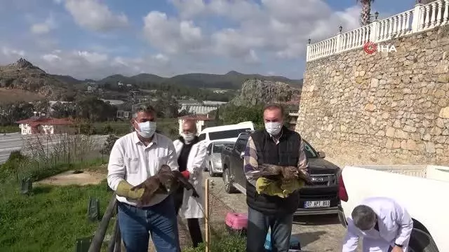 Alanya'da tedavisi tamamlanan 3 şahin doğaya salındı Alanya'da tedavisi tamamlanan 3 şahin doğaya salındı