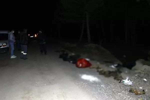 Ankara'da damar yolu açılmış 30 köpek ölüsü bulundu Ankara'da damar yolu açılmış 30 köpek ölüsü bulundu