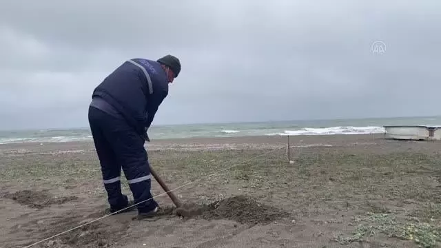 Arsa ve inşaat alanlarında çıkan kum zambakları doğal ortamına taşındı Arsa ve inşaat alanlarında çıkan kum zambakları doğal ortamına taşındı