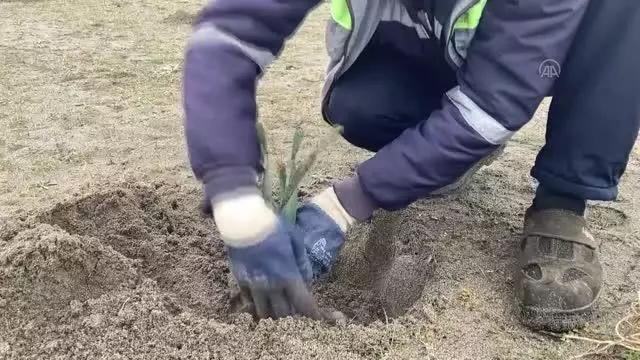 Arsa ve inşaat alanlarında çıkan kum zambakları doğal ortamına taşındı Arsa ve inşaat alanlarında çıkan kum zambakları doğal ortamına taşındı