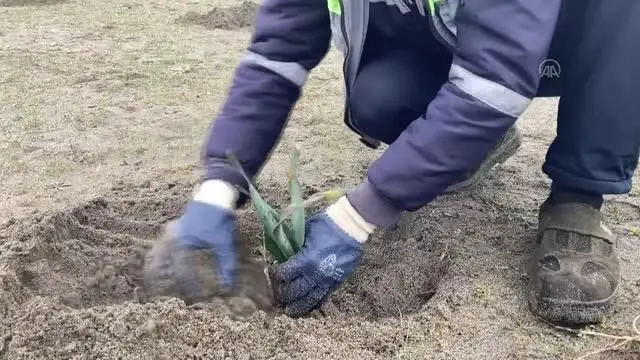 Arsa ve inşaat alanlarında çıkan kum zambakları doğal ortamına taşındı Arsa ve inşaat alanlarında çıkan kum zambakları doğal ortamına taşındı