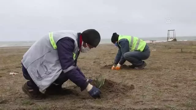 Arsa ve inşaat alanlarında çıkan kum zambakları doğal ortamına taşındı Arsa ve inşaat alanlarında çıkan kum zambakları doğal ortamına taşındı
