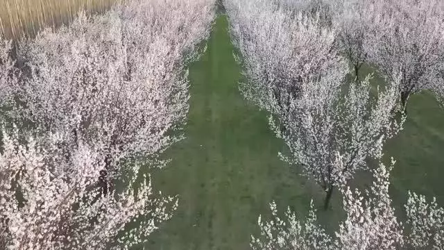 Son dakika haber! Baharın gelmesiyle gelinliğini giyen kayısı bahçeleri görsel şölen sunuyor Son dakika haber! Baharın gelmesiyle gelinliğini giyen kayısı bahçeleri görsel şölen sunuyor