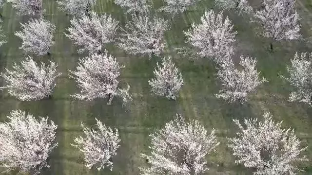 Son dakika haber! Baharın gelmesiyle gelinliğini giyen kayısı bahçeleri görsel şölen sunuyor Son dakika haber! Baharın gelmesiyle gelinliğini giyen kayısı bahçeleri görsel şölen sunuyor