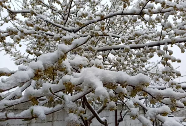 Meteorolojinin uyardığı Edirne'de kar etkisini artırıyor Meteorolojinin uyardığı Edirne'de kar etkisini artırıyor