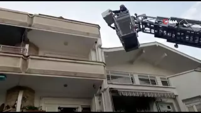 Balkondan düşen yavru kediler martılara yem olmaktan böyle kurtarıldı Balkondan düşen yavru kediler martılara yem olmaktan böyle kurtarıldı