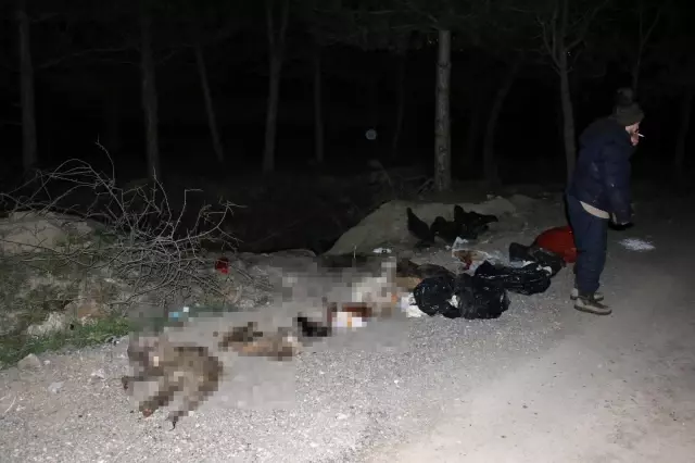 Başkent'te patilerine damar yolu açılmış şekilde 30'un üzerinde ölü köpek bulundu Başkent'te patilerine damar yolu açılmış şekilde 30'un üzerinde ölü köpek bulundu