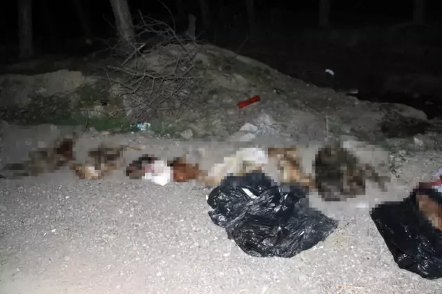 Başkent'te patilerine damar yolu açılmış şekilde 30'un üzerinde ölü köpek bulundu Başkent'te patilerine damar yolu açılmış şekilde 30'un üzerinde ölü köpek bulundu