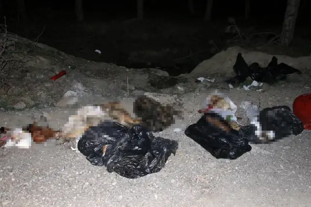 Başkent'te patilerine damar yolu açılmış şekilde 30'un üzerinde ölü köpek bulundu Başkent'te patilerine damar yolu açılmış şekilde 30'un üzerinde ölü köpek bulundu